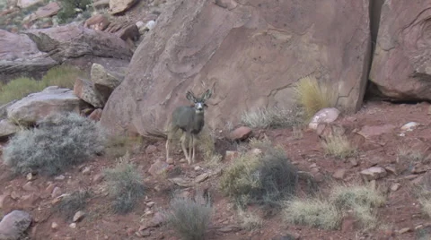 Yearling Mule Deer Buck Walking in Rocky Terrain Stock Footage 48772662
