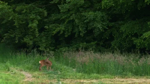 Yearling roe deer feeding at forest edge Stock Footage 327705870
