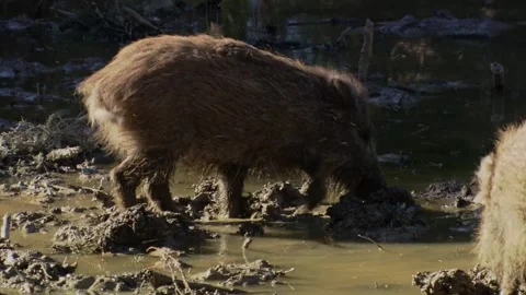 Yearling wild boar rooting and sitting in mud Stock Footage 321883368