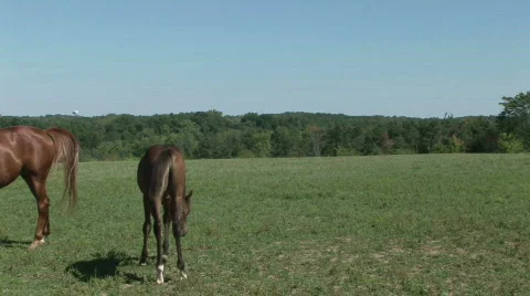 Yearlings in a pasture Stock Footage 525517