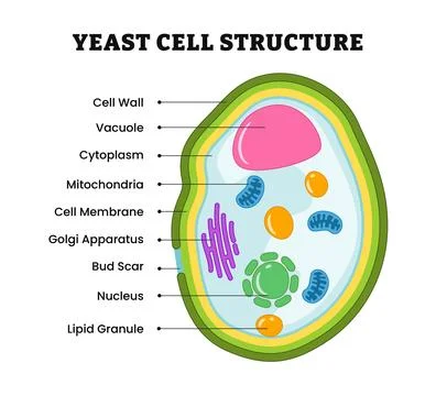 Yeast cell structure anatomy, educational diagram poster design. single-cel.. Stock Illustration
