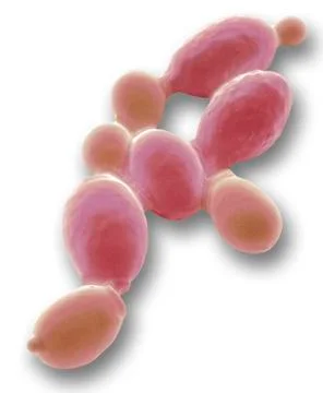 Yeast cells, SEM Stock Illustration