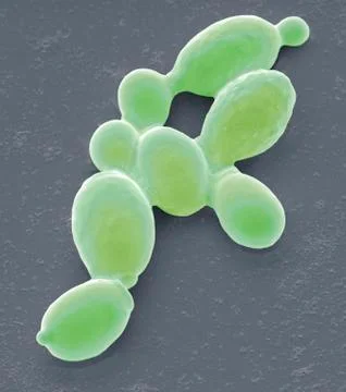 Yeast cells, SEM Stock Illustration