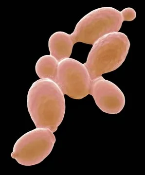 Yeast cells, SEM Stock Illustration