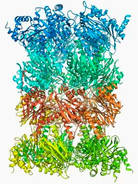 Yeast enzyme, molecular model Stock Illustration