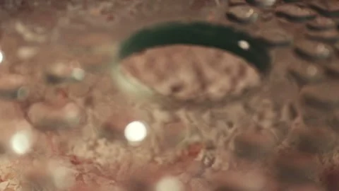 Yeast Foam on Beer - Close-up Fermentation Stock Footage 247137690