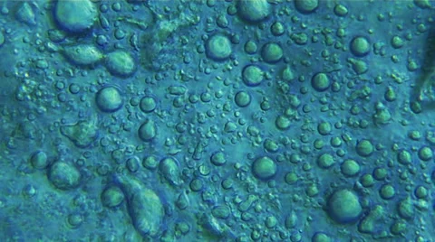 Yeast Microscope View 스톡 동영상 40580475