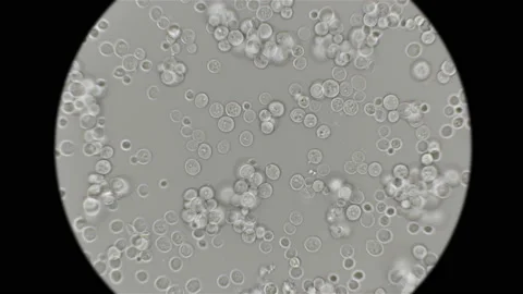 Yeast is moving under the microscope Stock Footage