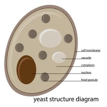 Yeast structure Stock Illustration