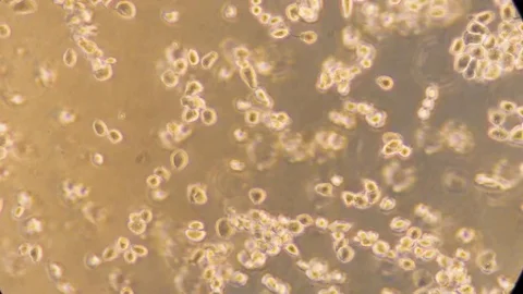 Yeast under a microscope floating in liquid 스톡 동영상 121090871