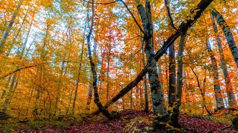 Yedigöller Forest Foto stock