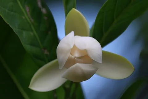 Yee hoob Foto stock