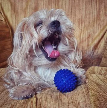 Yelling Dog Stock Photos