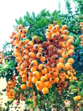 Yello seeds in tree 스톡 사진