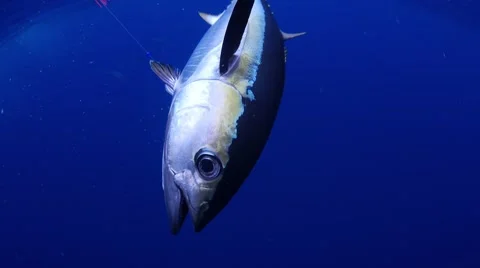 Yellofin Tuna Underwater Stock Footage