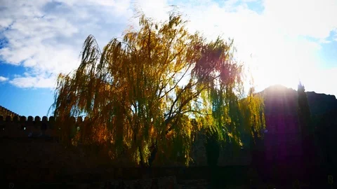 Yellou-green tree Stock Footage 105321467