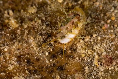 Yellow abalone crawling over leaf 스톡 사진