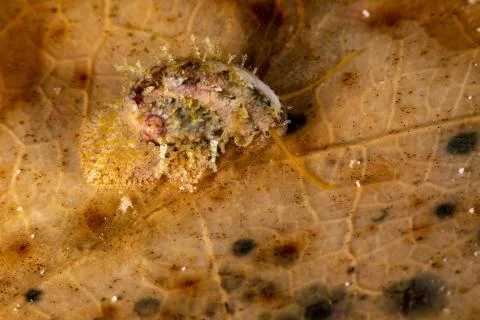 Yellow abalone crawling over leaf Stock Photos