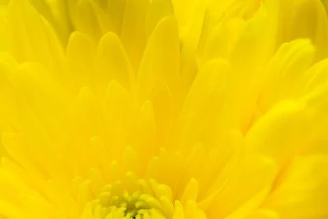 Yellow abstract background with space for text, floral yellow background te.. Stock Photos