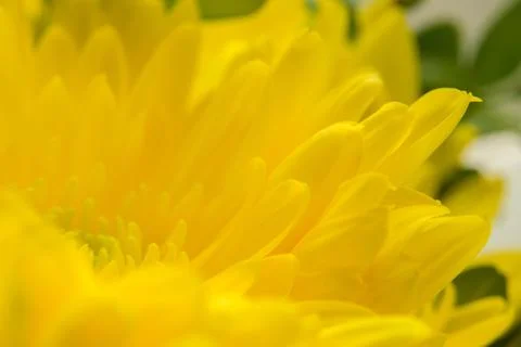 Yellow abstract background with space for text, floral yellow background text Stock Photos