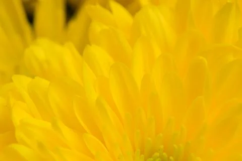 Yellow abstract background with space for text, floral yellow background te.. Stock Photos