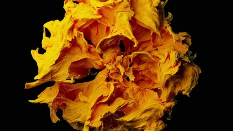 Yellow abstract particle flower opens Stock Footage 222405511