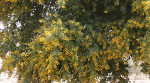 Yellow acacia Stock Footage 22921382