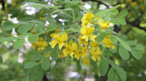 Yellow acacia Video stock 35510151