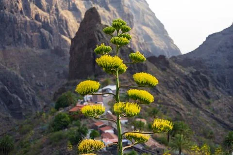 Yellow agave flower in sharp focus above mountain village and rocky ravine la Stock Photos