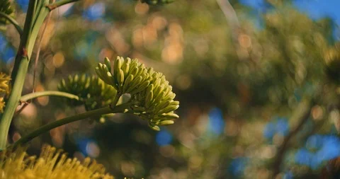 Yellow agave in full bloom, beautiful bokeh background, close up. BMPCC 4K Stock Footage 125931206