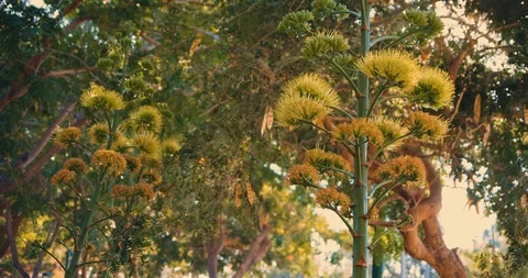 Yellow agave in full bloom in front of big green trees, bokeh background Stock Footage 125930766