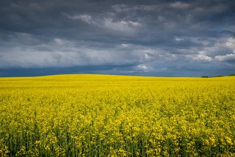 Yellow agricultural fields Foto stock