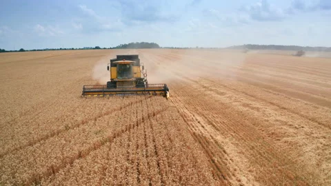 Yellow agricultural machine cutting the harvest of wheat in the field.  Stock Footage 170034334