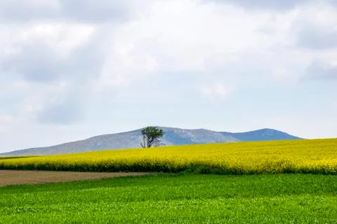 Yellow agriculture rapeseed field , Blooming canola flowers landscape Stock Photos