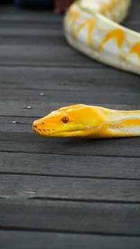 Yellow albino python with red eyes Stock Photos