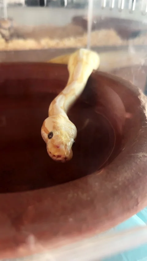 Yellow albino python snake drinking water from a clay bowl inside terrarium 스톡 동영상 346525503
