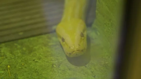Yellow albino python snake resting on ground in terrarium under green light Stock Footage 320996060