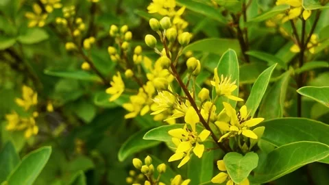 Yellow Alder Flower Close-up 4K Footage Stock Footage 319924005