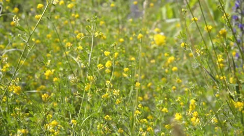 Yellow Alfalfa Stock Footage 39514637
