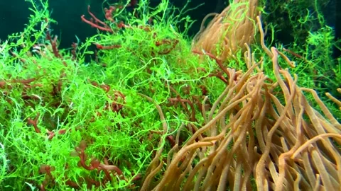 Yellow algae on the bottom of the aquarium live under water. long seaweed  Stock Footage 130381363