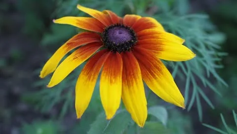 Yellow, alive fire and violet flower Vídeos de archivo 11203763
