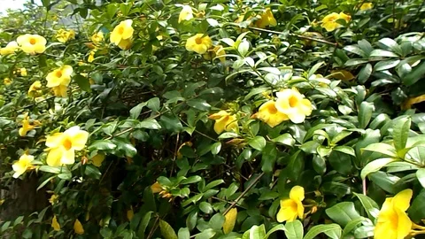 Yellow allamanda flower on the trees. Stock Footage 115933579