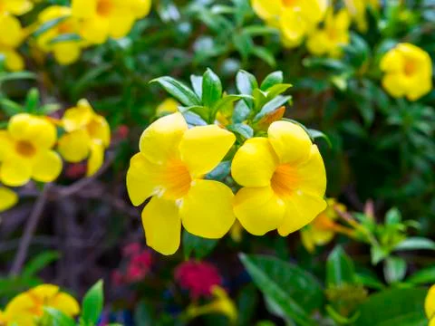 Yellow Allamanda. Foto stock