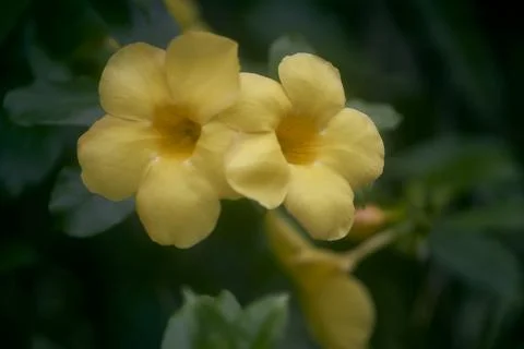 Yellow Allamanda Stock Photos