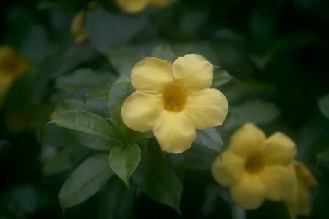 Yellow Allamanda Stock Photos
