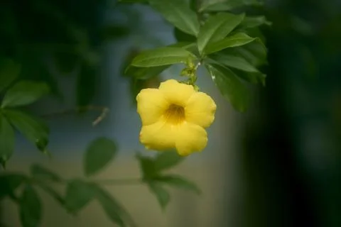 Yellow Allamanda Stock Photos