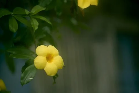 Yellow Allamanda Stock Photos