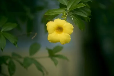 Yellow Allamanda Stock Photos