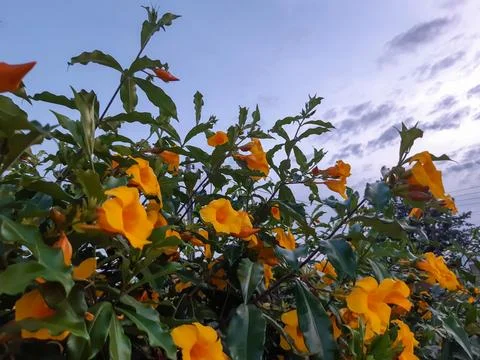 Yellow Allamanda 스톡 사진