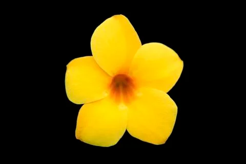 Yellow allamanda split from background Stock Photos